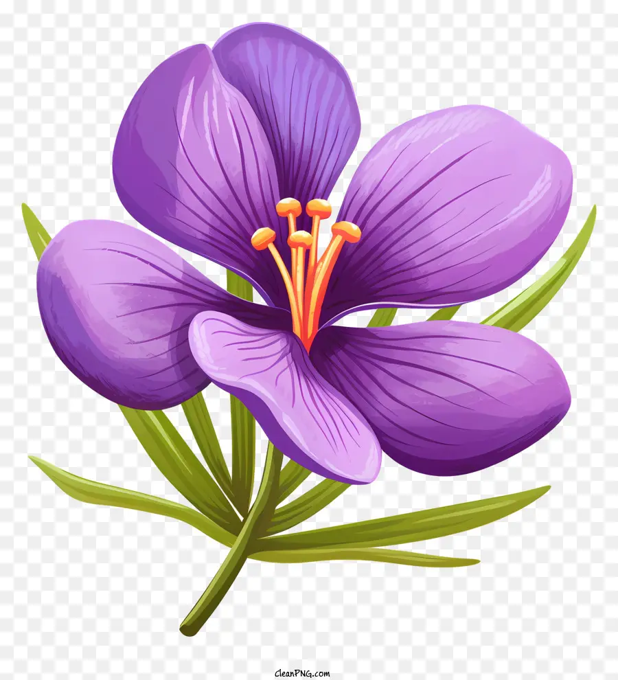 фиолетовый цветок，длинная тычинка PNG