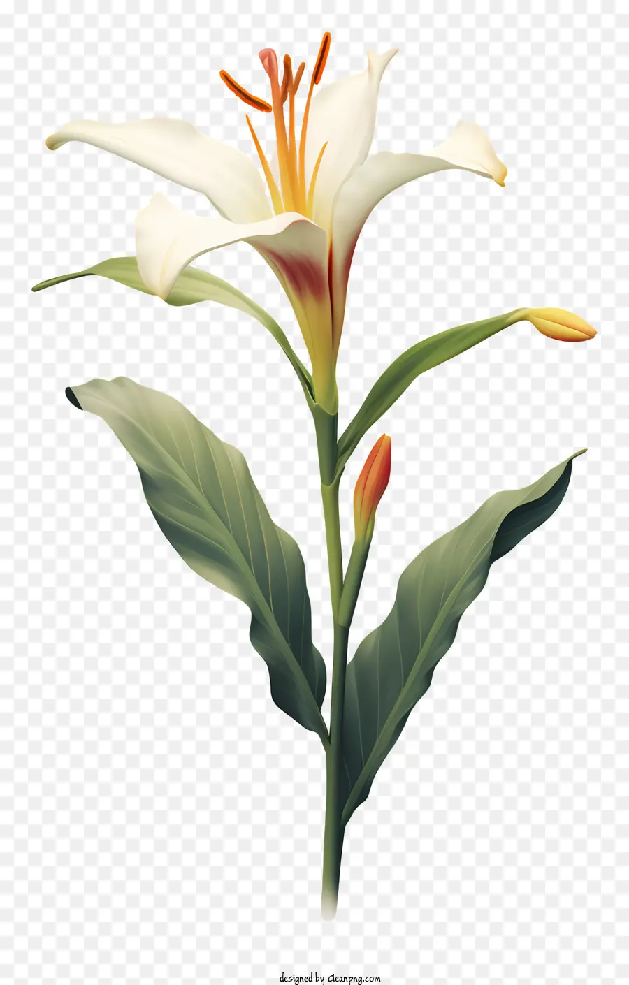 белая Лилия，Желтый центральный цветок PNG
