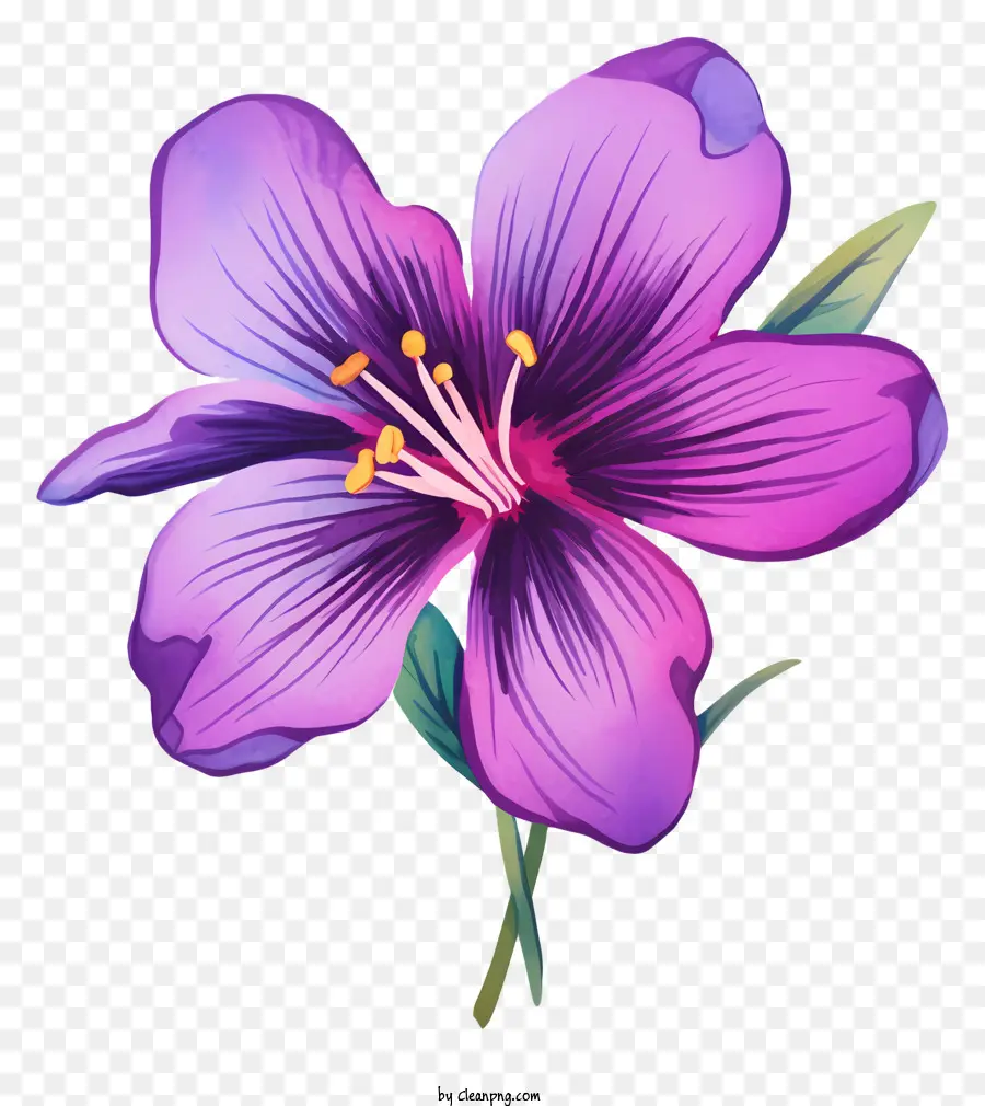 фиолетовый цветок，шесть лепестков PNG
