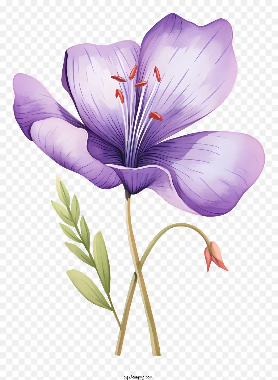 акварельные иллюстрации，фиолетовый цветок PNG