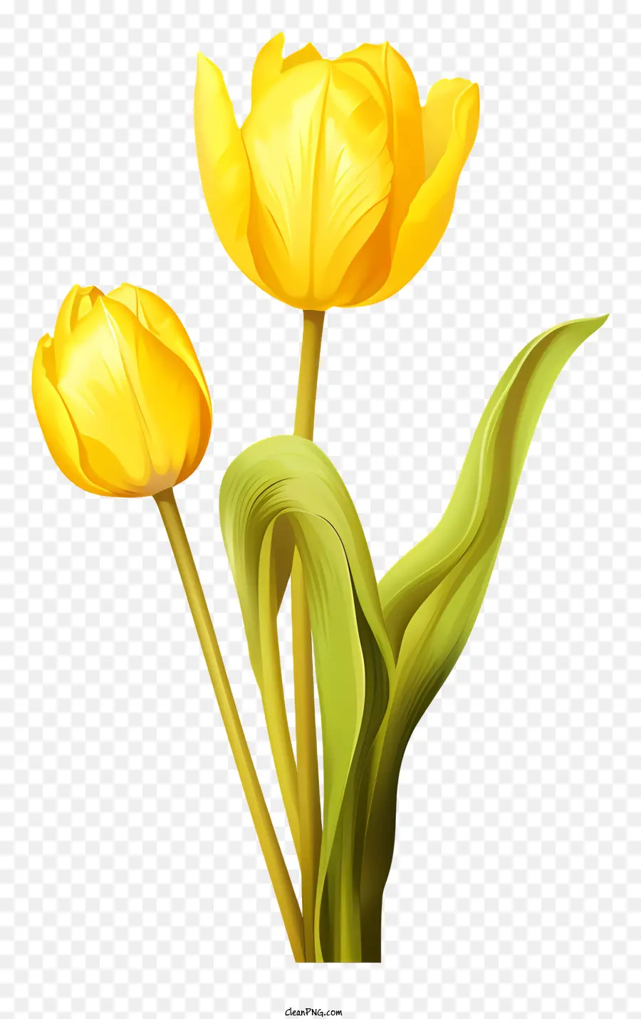 желтый тюльпан，Сцена PNG
