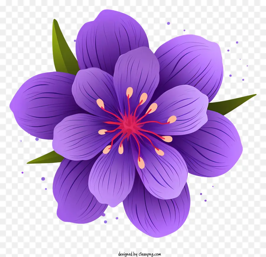 фиолетовый цветок，черный фон PNG