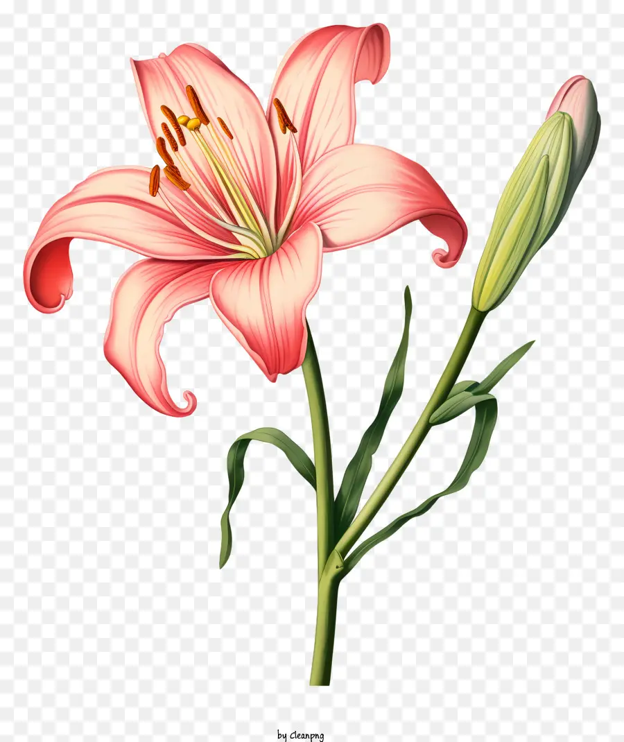Розовый цветок лилии，Зеленая тычинка PNG