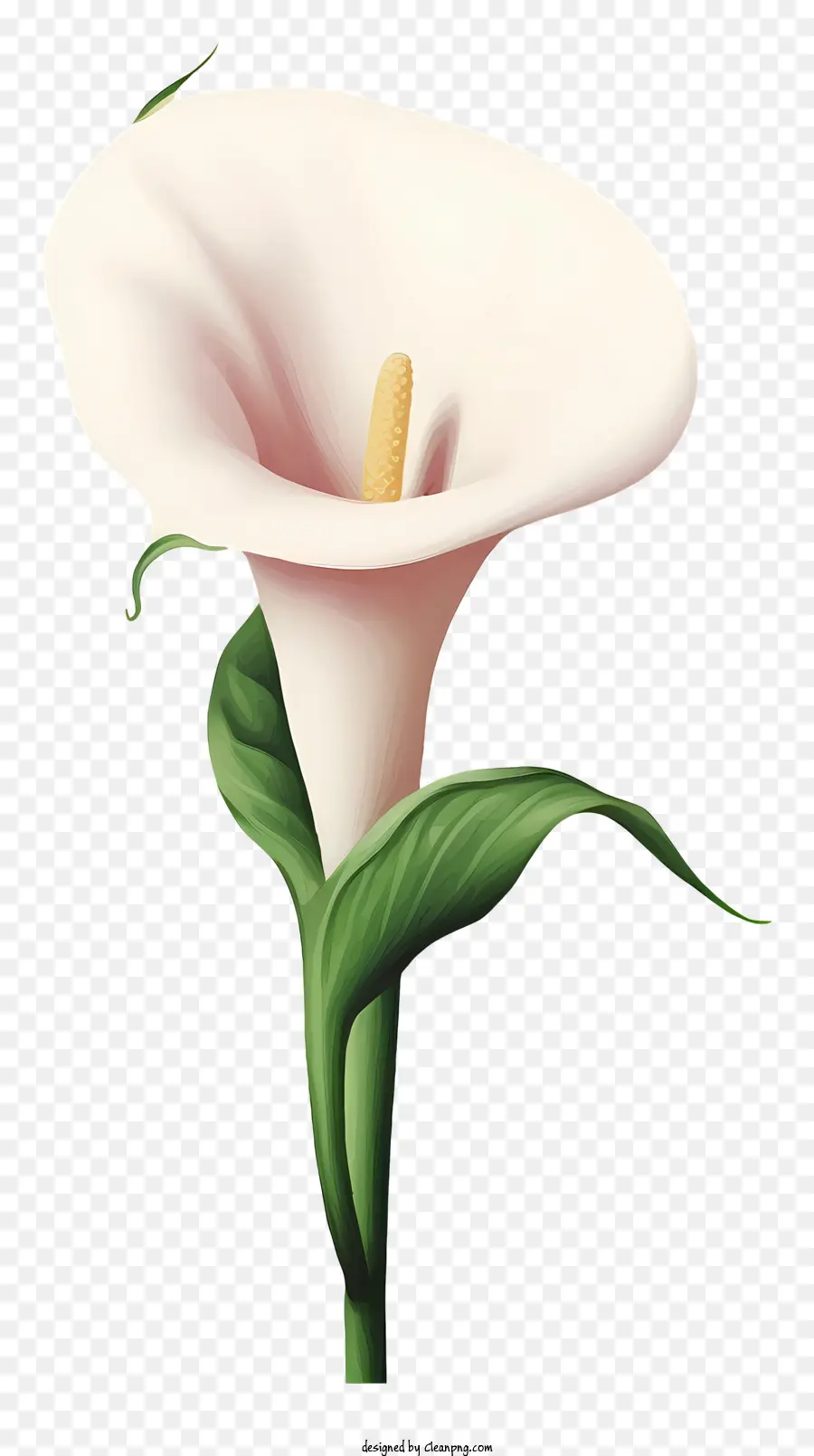 Калла Лили，белый цветок PNG