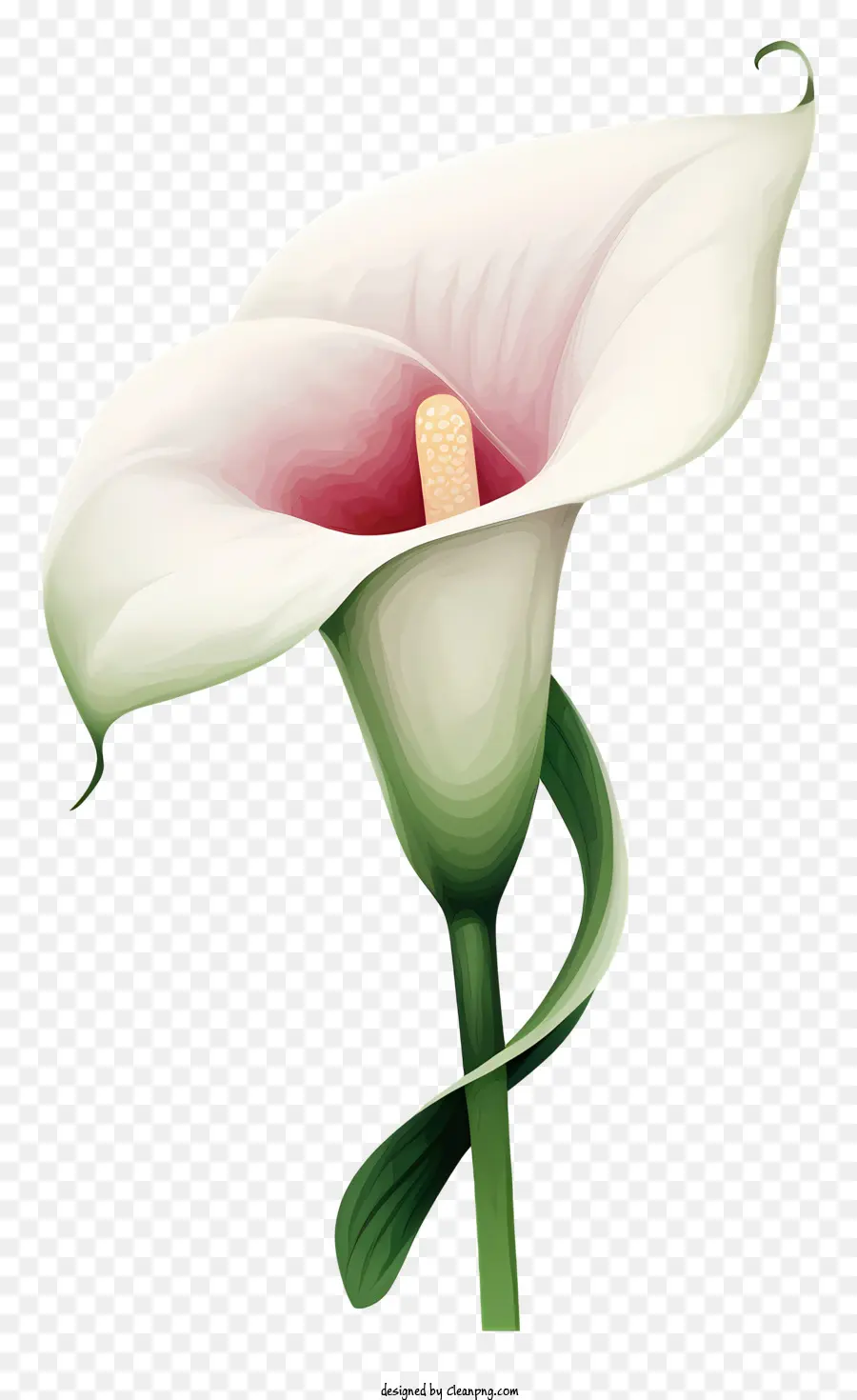 Калла Лили，цветок фотографии PNG