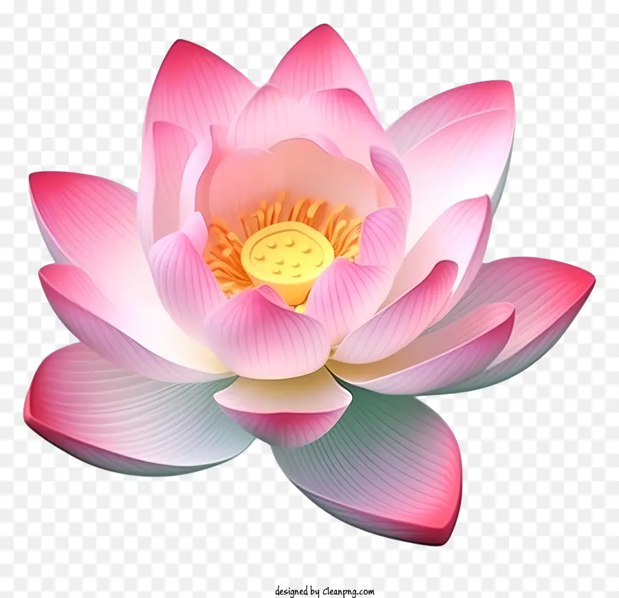 Розовый цветок лотоса，Белый Центр PNG