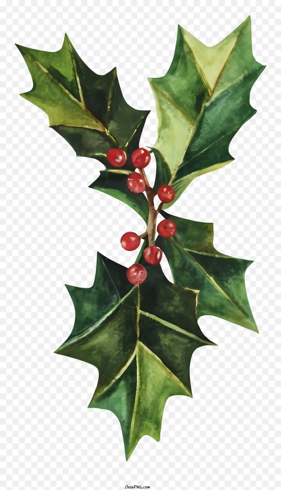 Рождественский лист Холли，красные ягоды PNG
