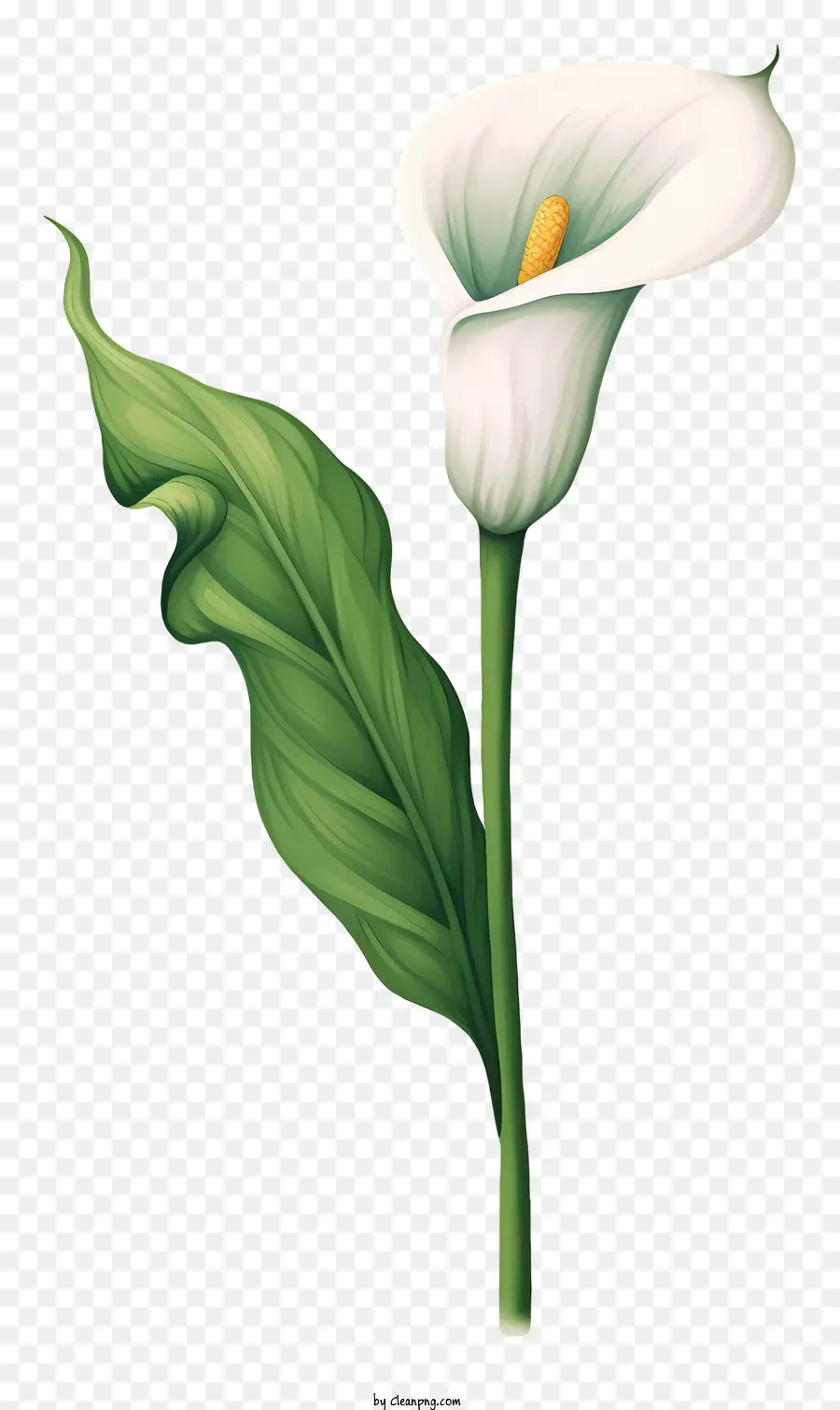 Белая Калла Лили，зеленый стебель PNG