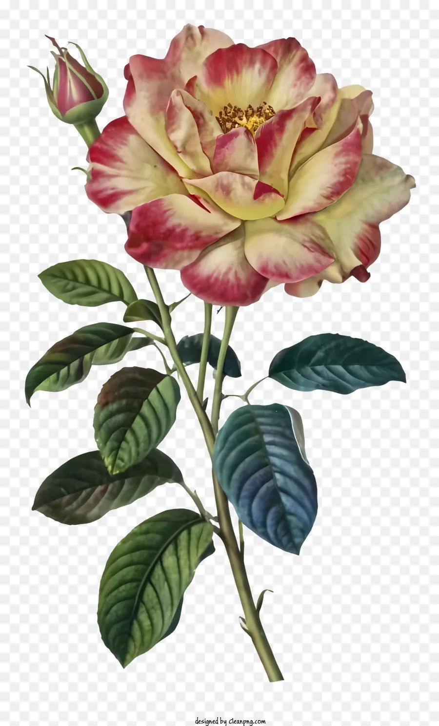 Роза，розовые лепестки PNG