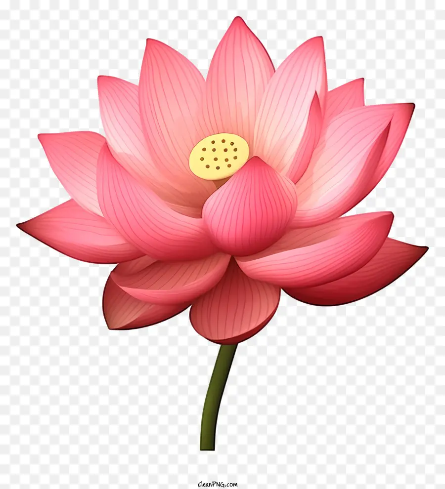 Розовый цветок лотоса，открытый лепесток PNG