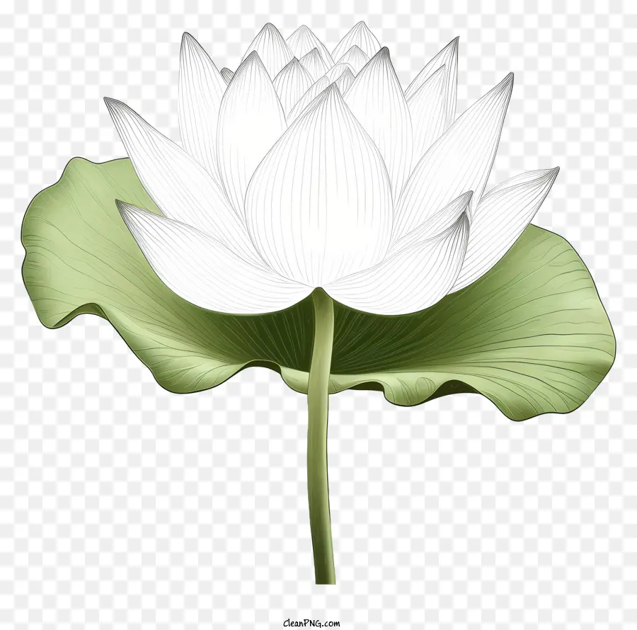 Цветок Лотоса，белый Лотос PNG