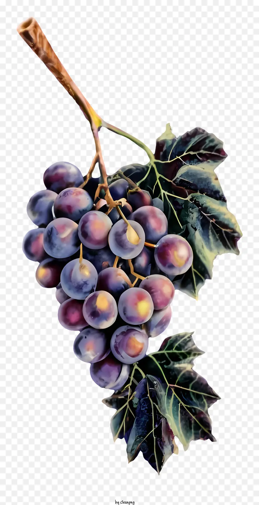 фиолетовый виноград，Лоза PNG