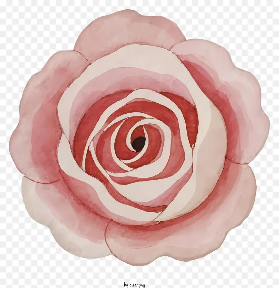 Pink Rose，цветок PNG