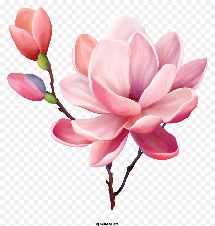 розовый цветок，Изогнутые лепестки PNG