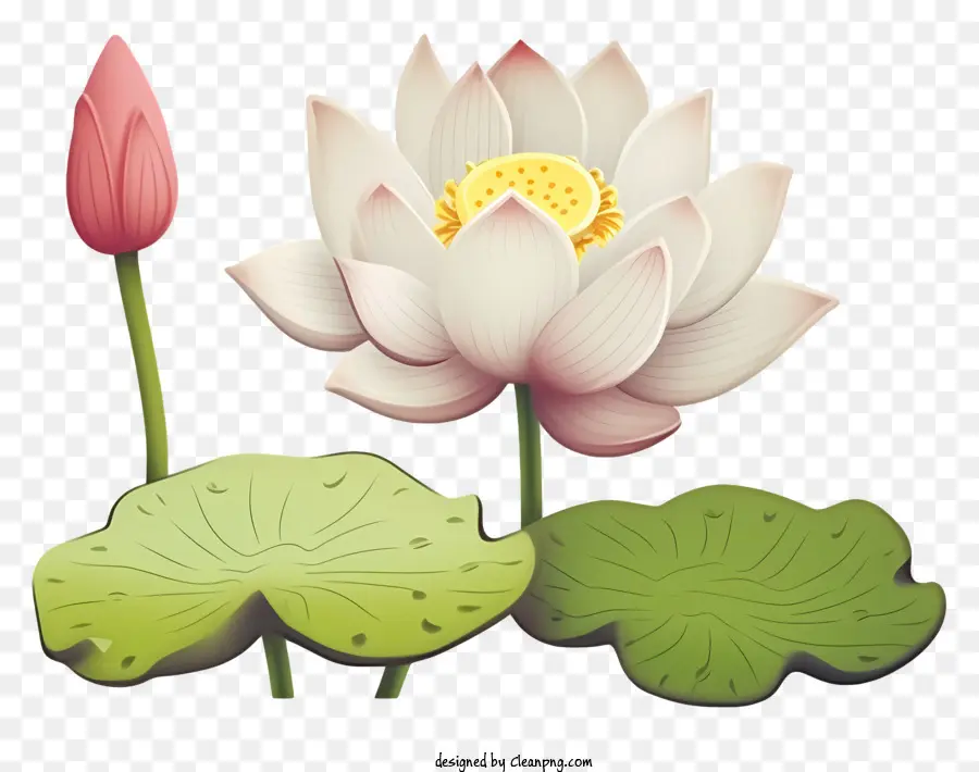 белый цветок лотоса，Полный Блум Лотос PNG