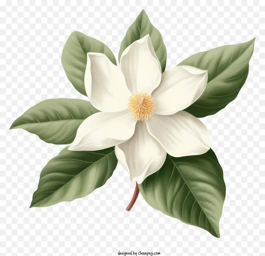 белый цветок，зеленые листья PNG