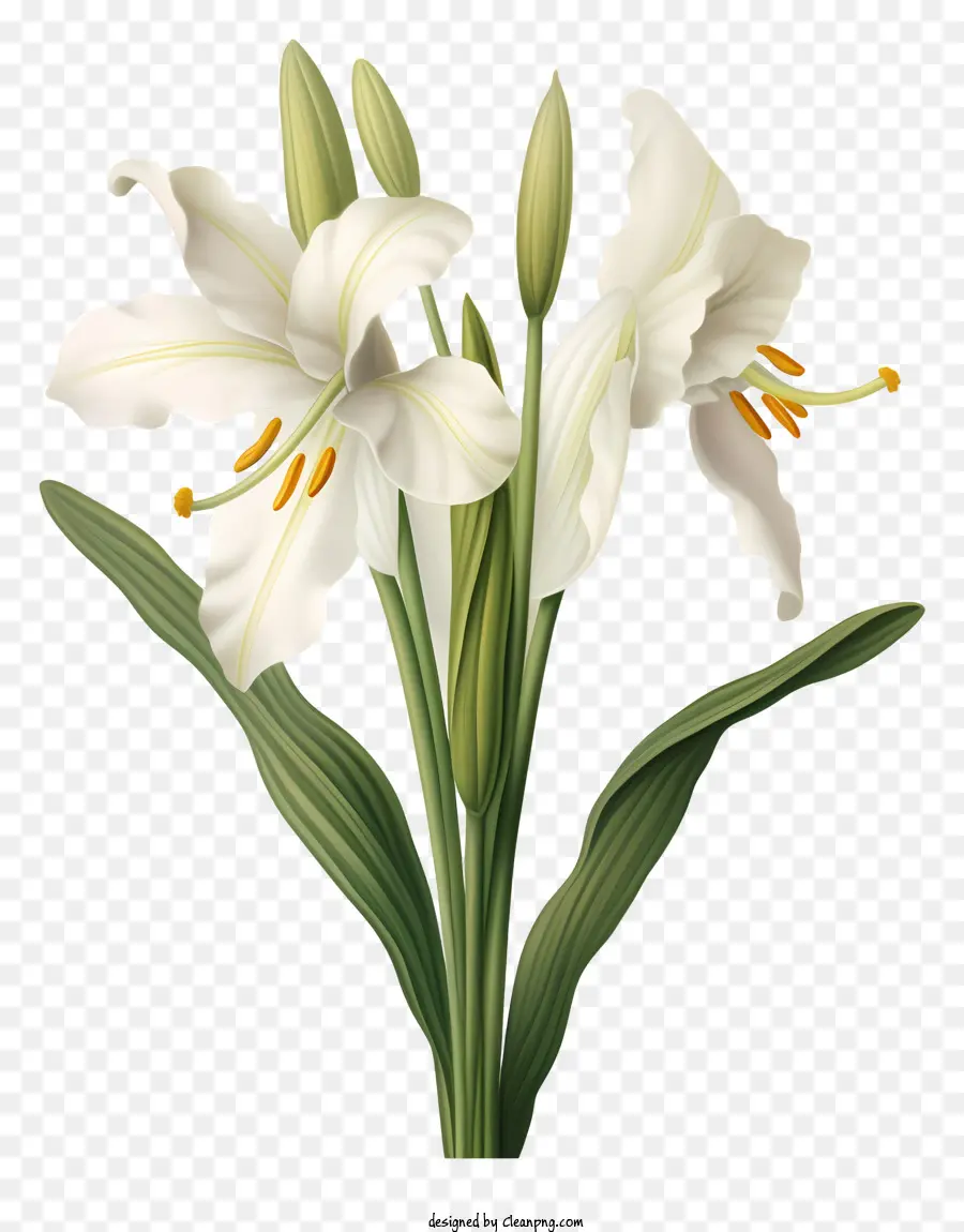 белые лилии，букет PNG