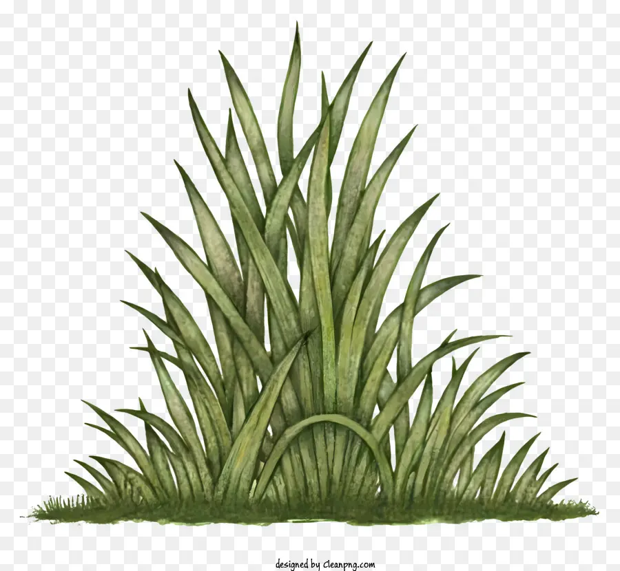 зеленая трава，Поле травы PNG