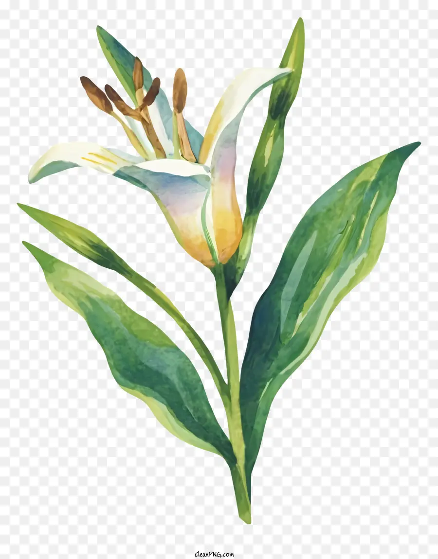 акварельная живопись，цветок лилии PNG