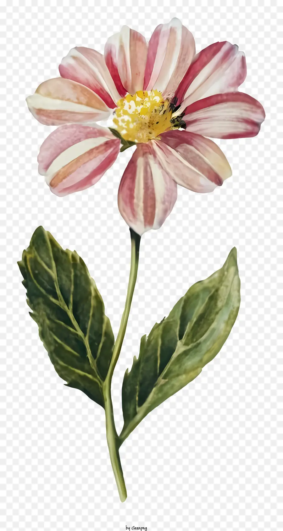 розовый цветок，Белый Центр PNG