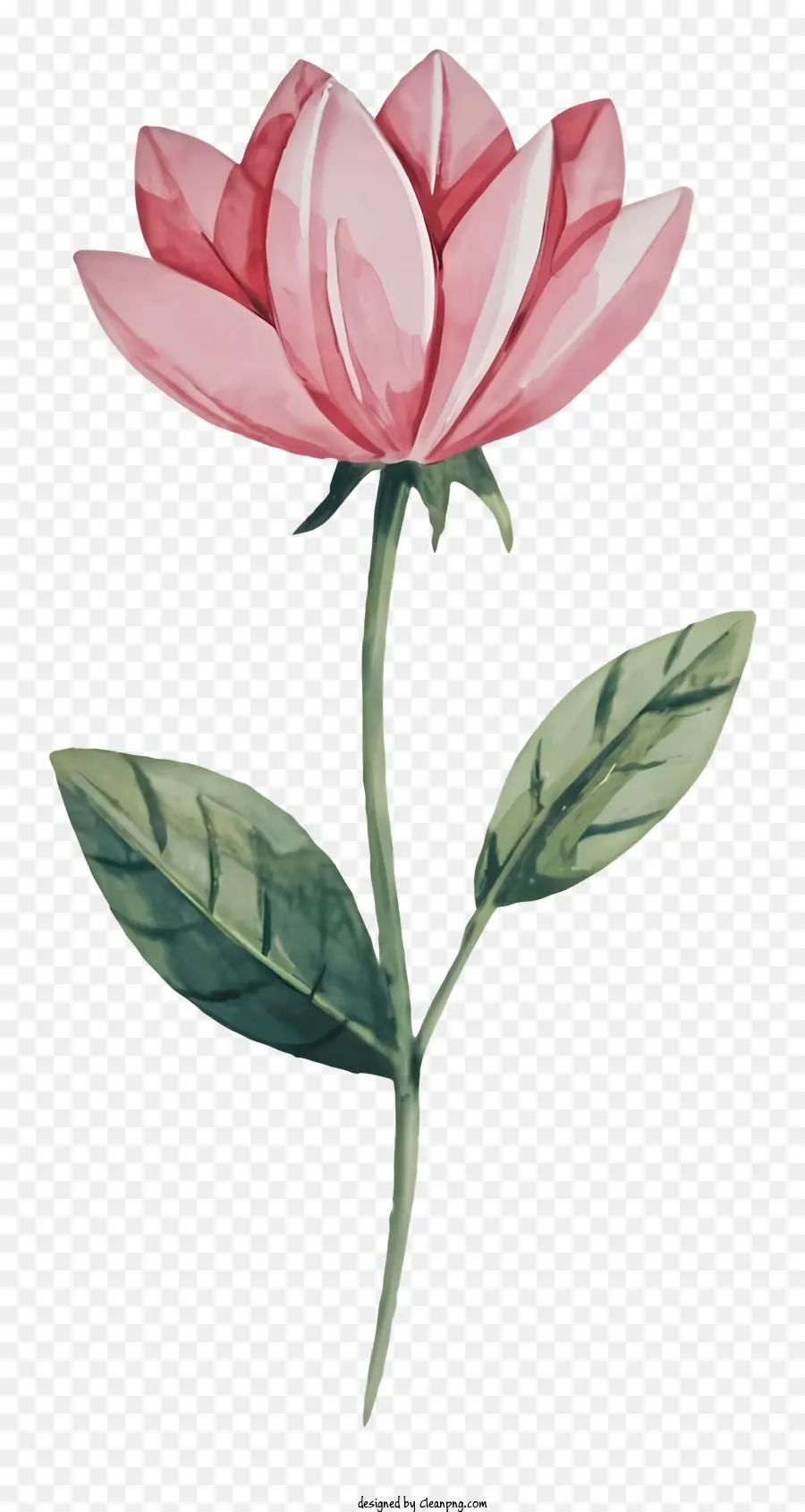 розовый цветок，акварельная живопись PNG