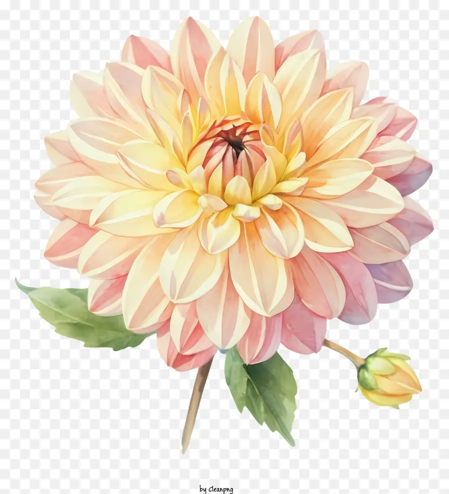 Нарцисский цветок，розовый и желтый нарцис PNG