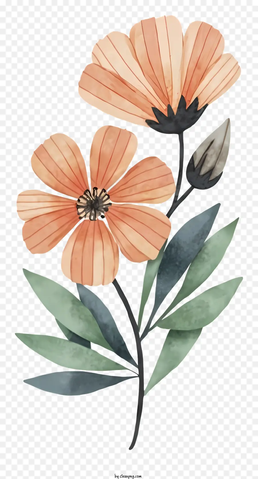акварельные иллюстрации，цветы PNG