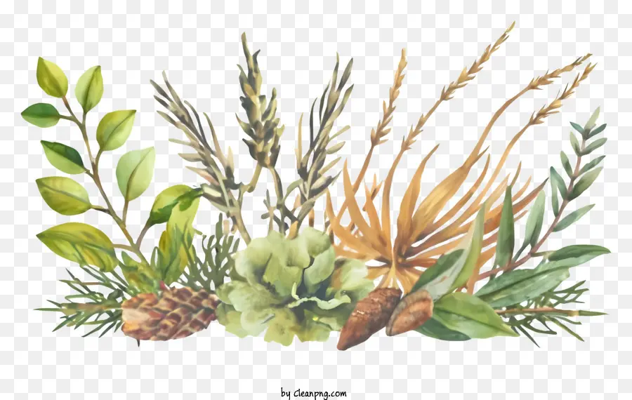 акварельные растений，зеленые и коричневые растения PNG