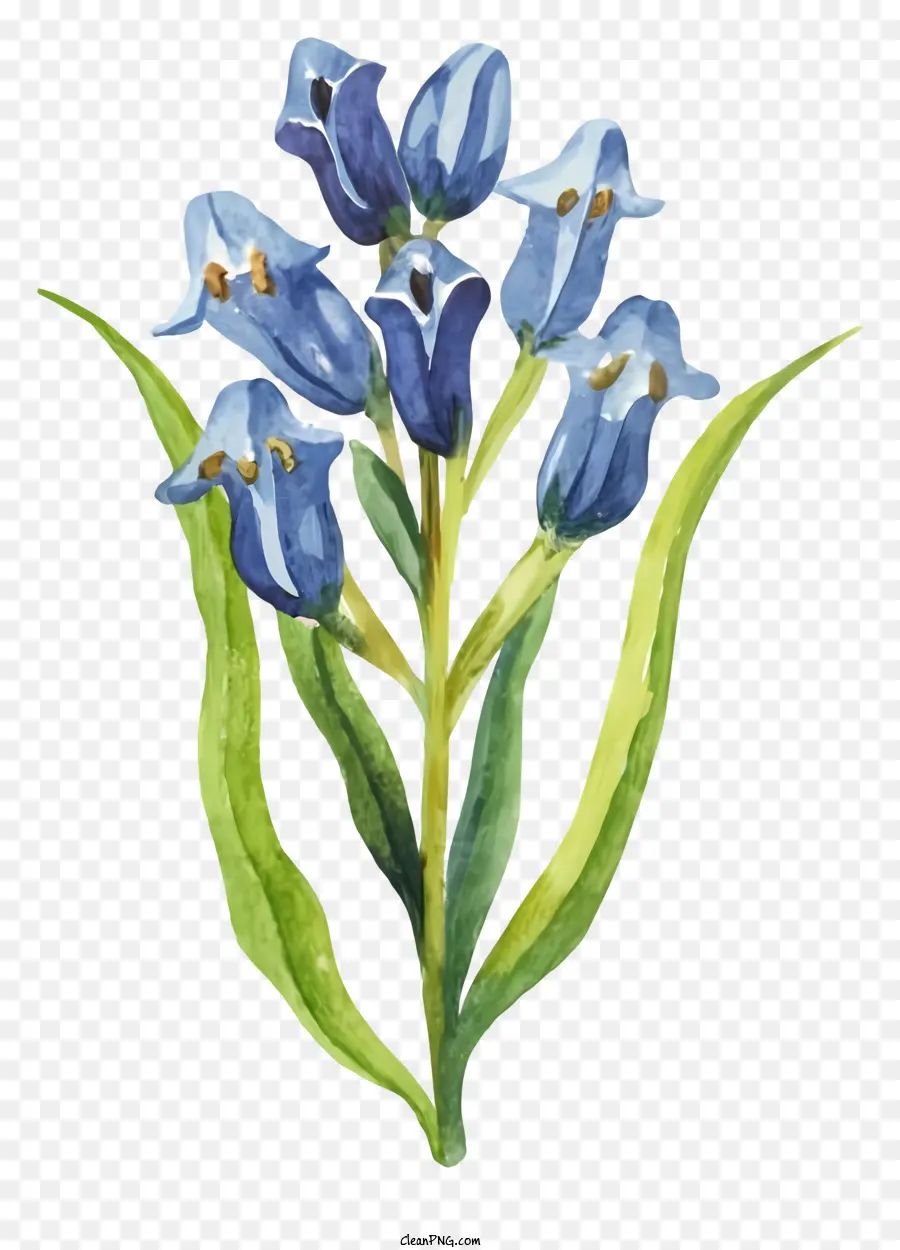 Голубой цветок，акварельная живопись PNG