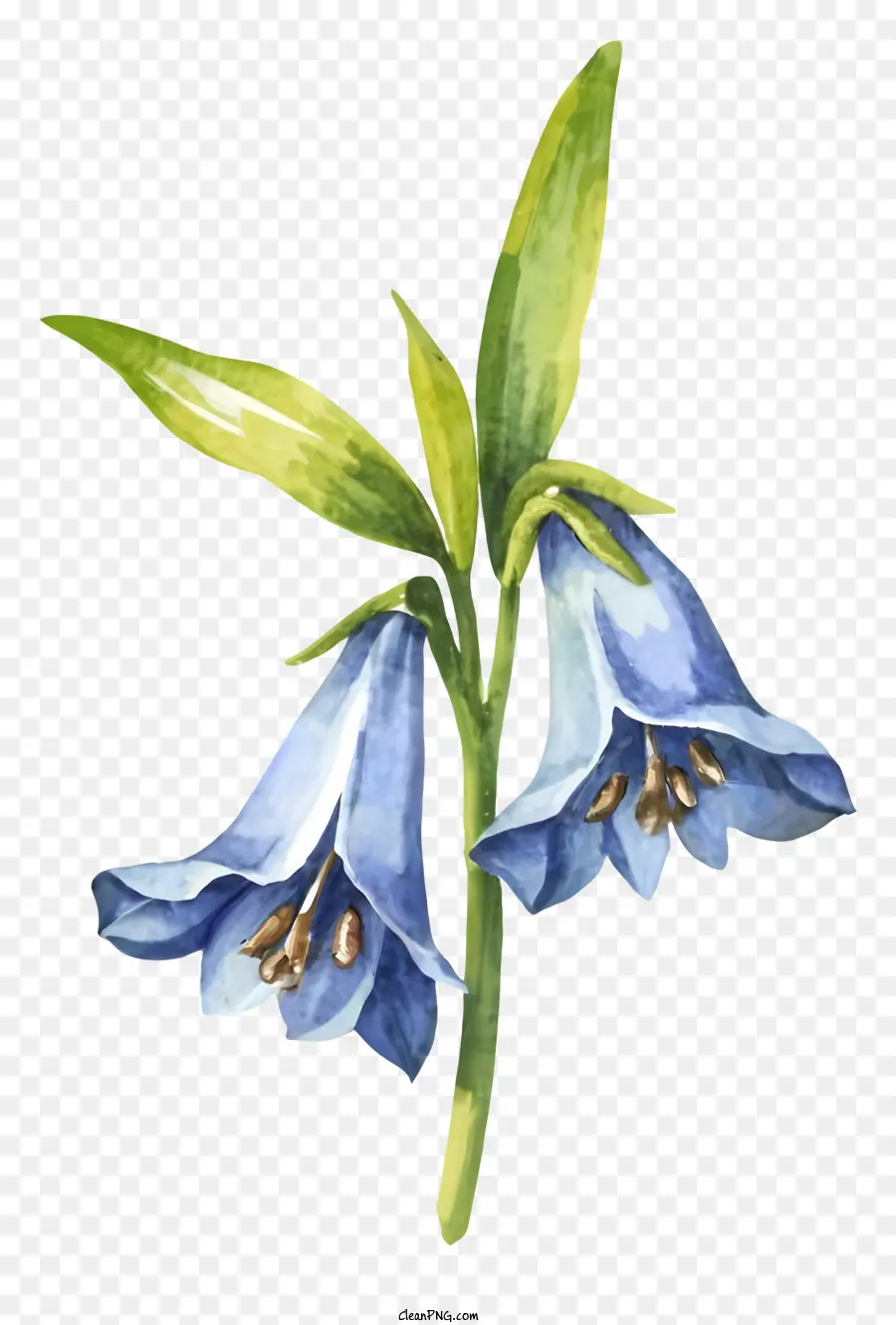 акварельная живопись，Blue Bell Flower PNG