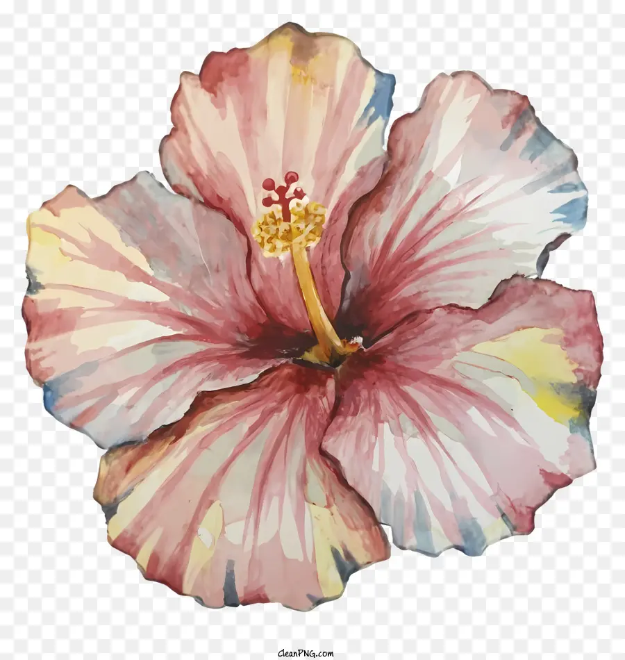 цветок гибискуса，акварель искусство PNG