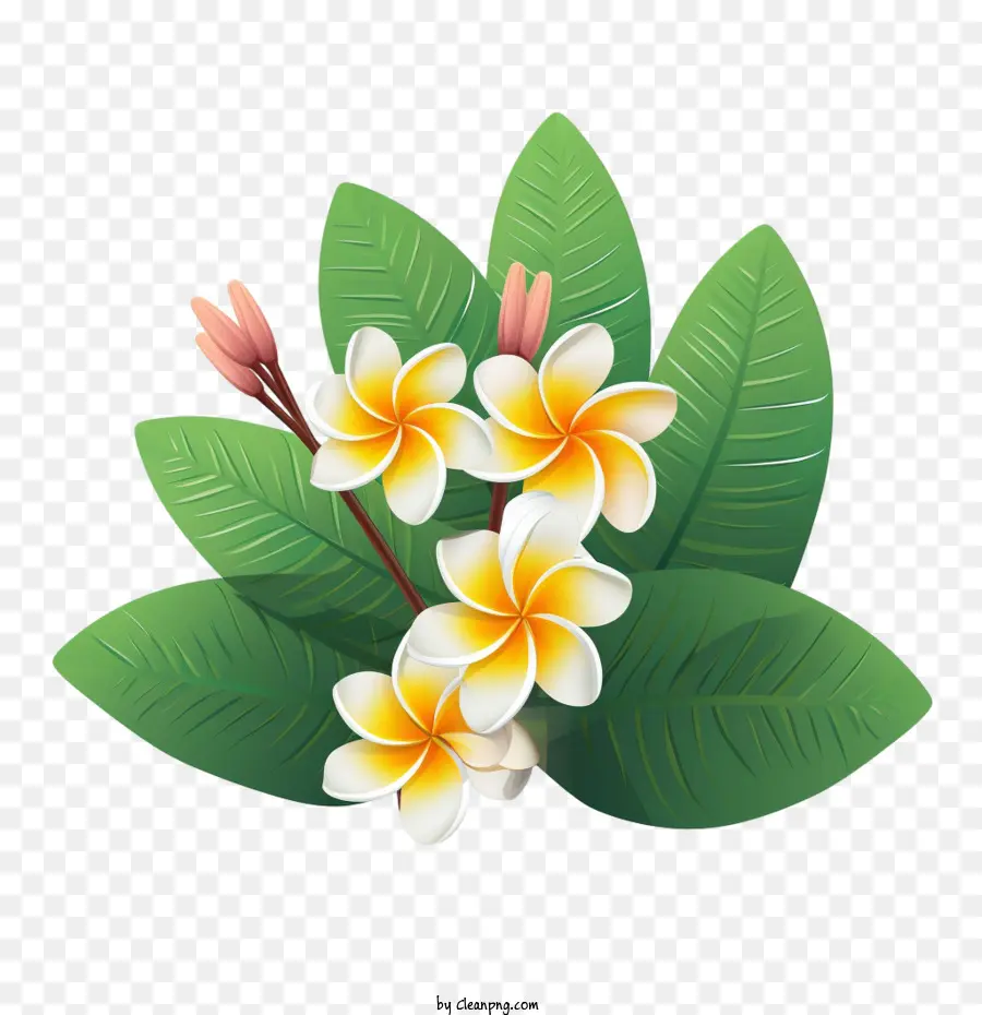 плюмерия цветок，Франжипани PNG