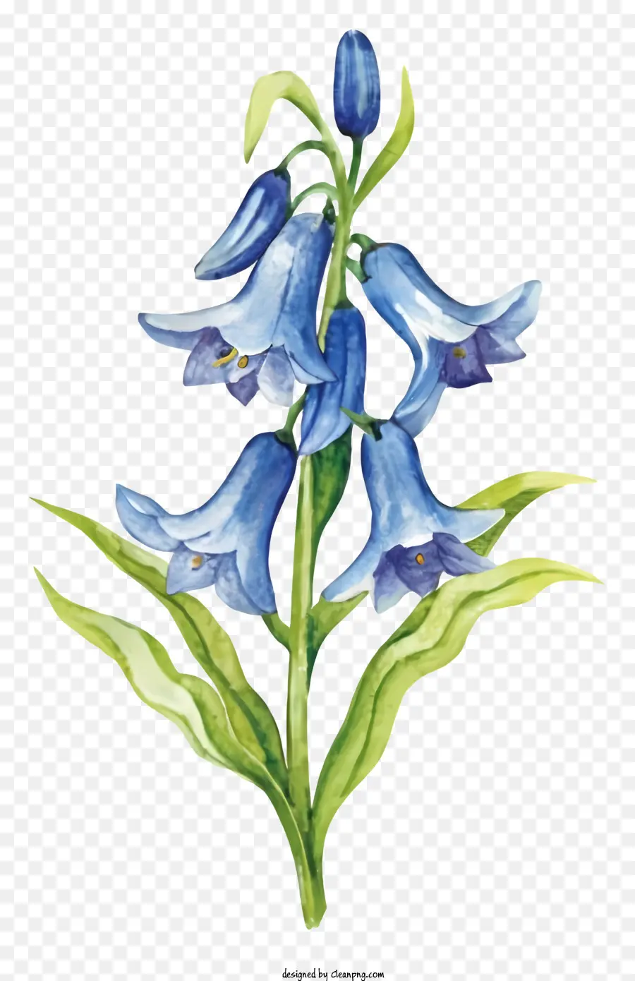 синий цветок，акварельная живопись PNG