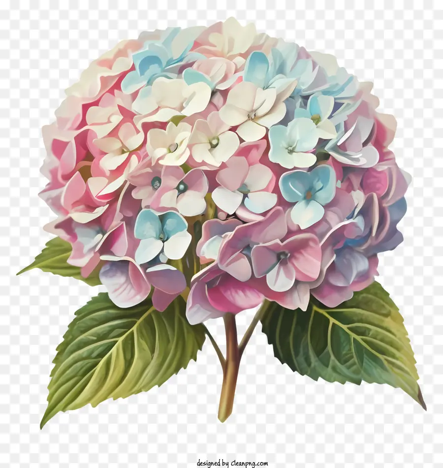 цветок гибискуса，розовый и синий цветок PNG