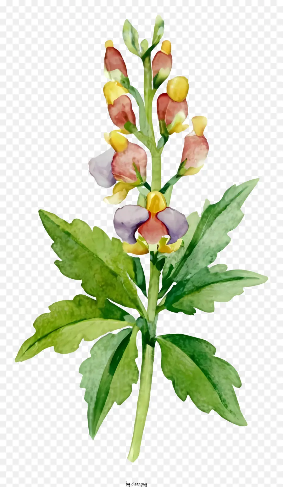 акварельные иллюстрации，цветок живопись PNG