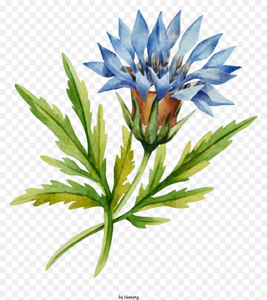 акварельная живопись，синий и зеленый цветок PNG