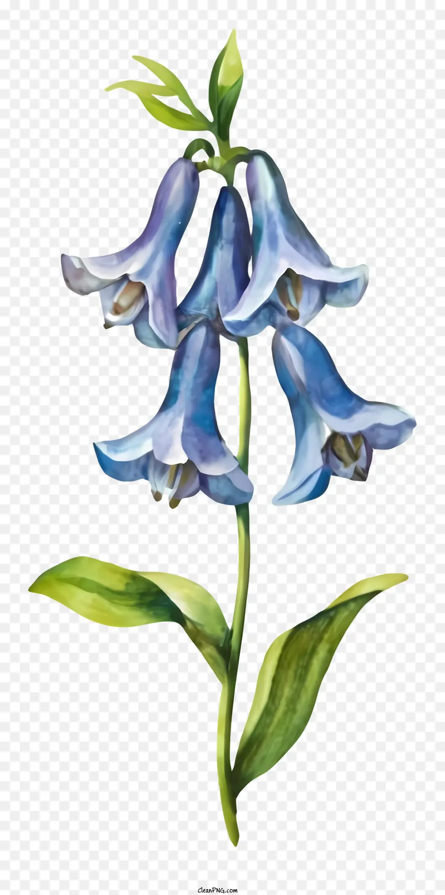 Голубой цветок，черный фон PNG