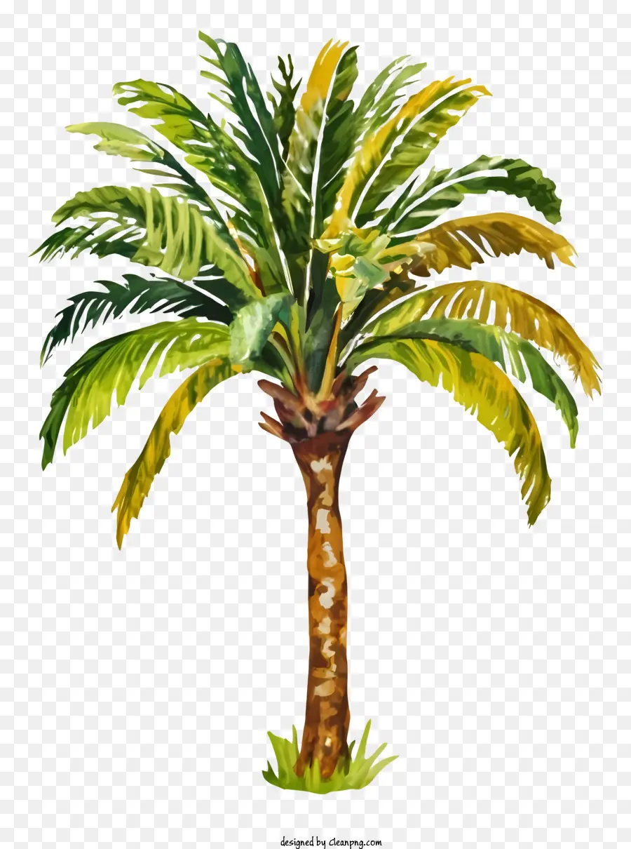пальму，лихорадки PNG