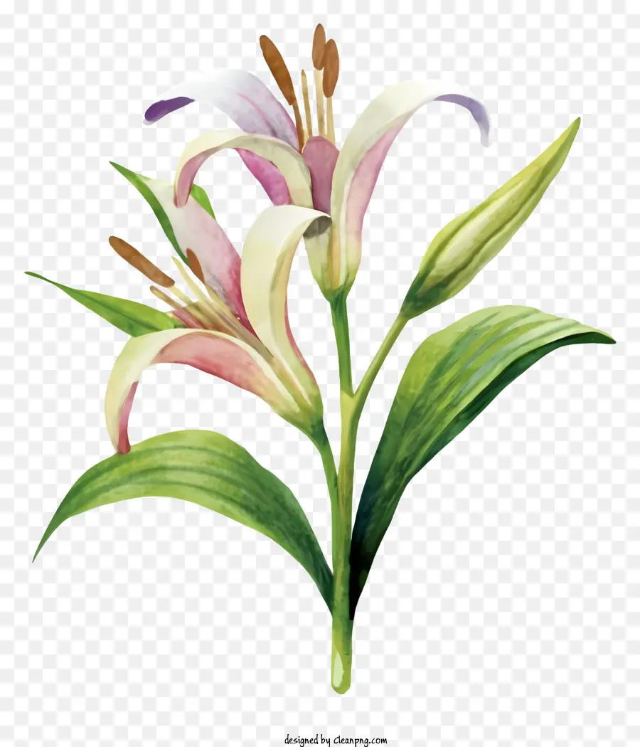 белые лилии，акварельная живопись PNG