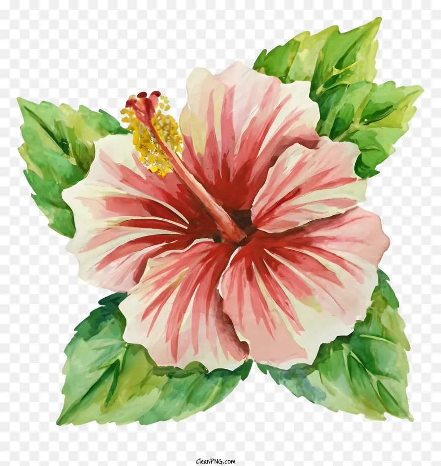 Розовый гибикус，цветок живопись PNG
