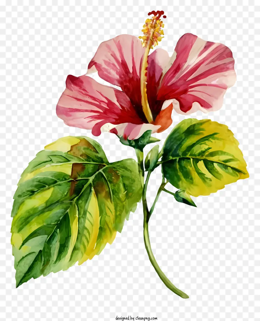 Розовый цветок гибискуса，Цветущий цветок гибискуса PNG