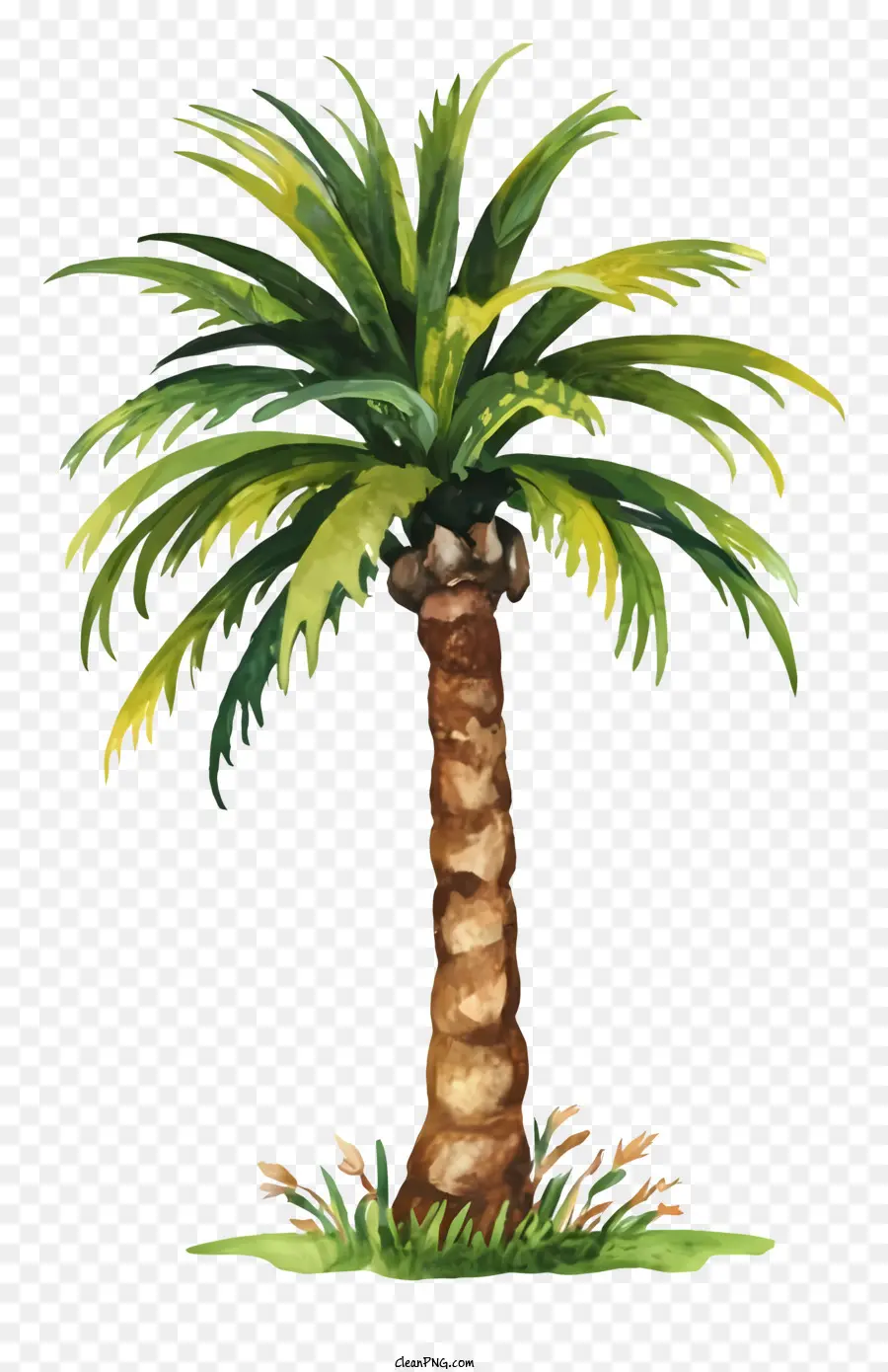 Картина пальма，Зеленая пальма PNG