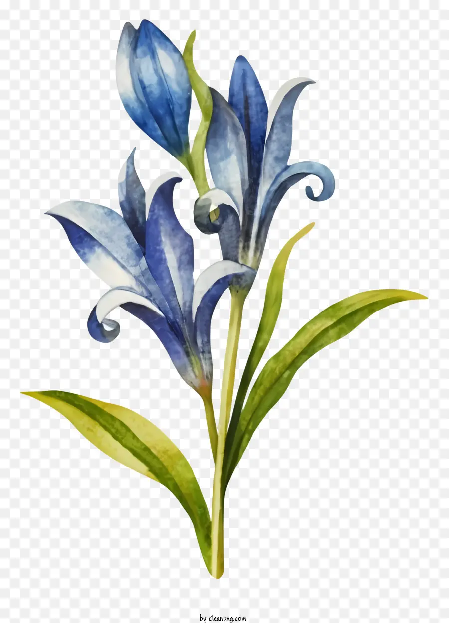 акварельная живопись，Голубой цветок PNG
