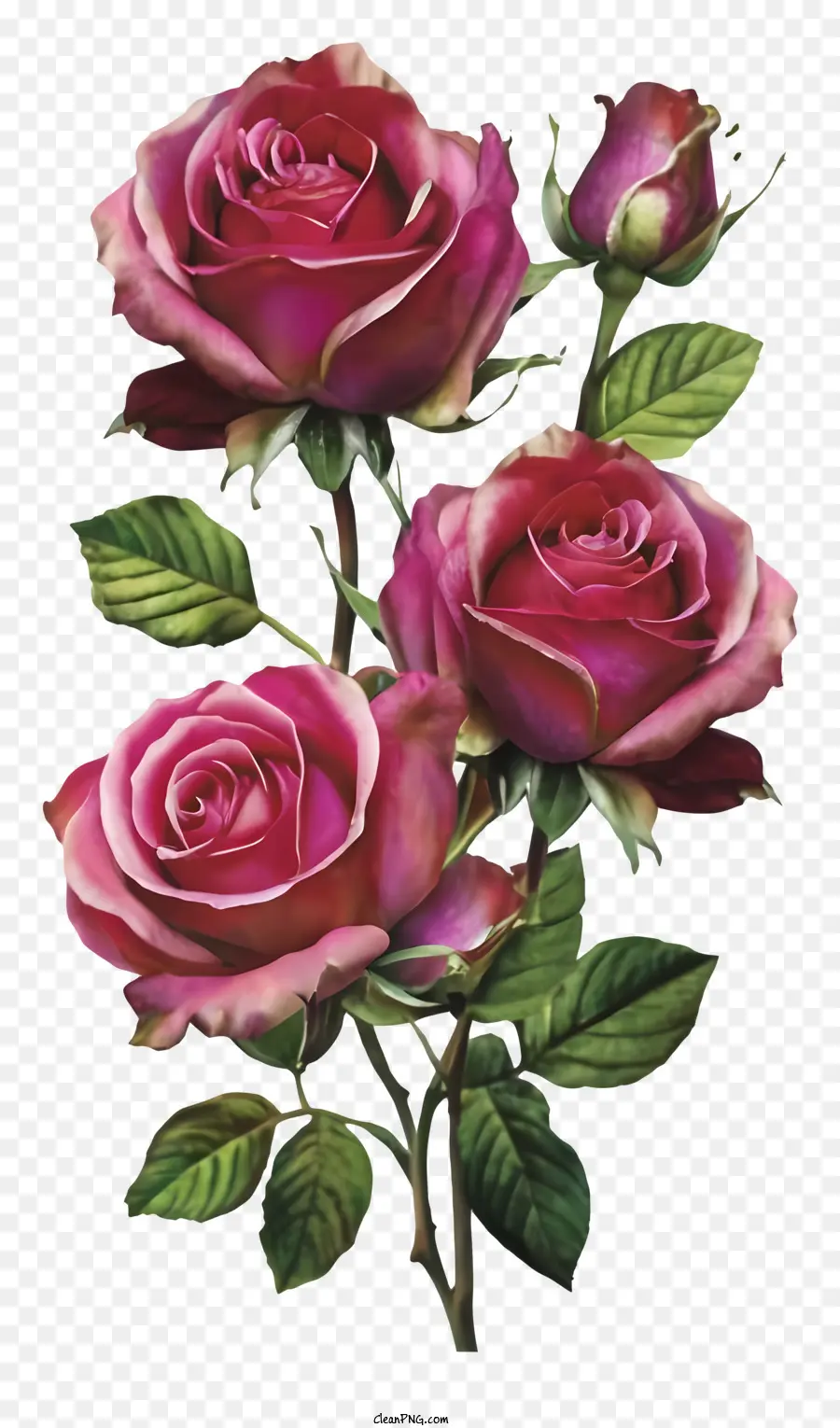 розовые розы，черный фон PNG