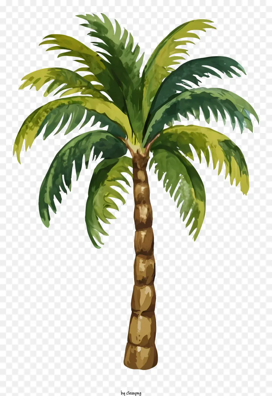 пальму，зеленые листья PNG