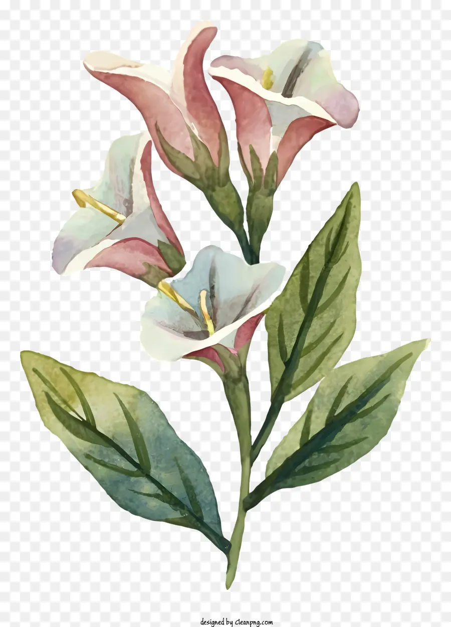 акварельная живопись，розовый и белый цветок PNG