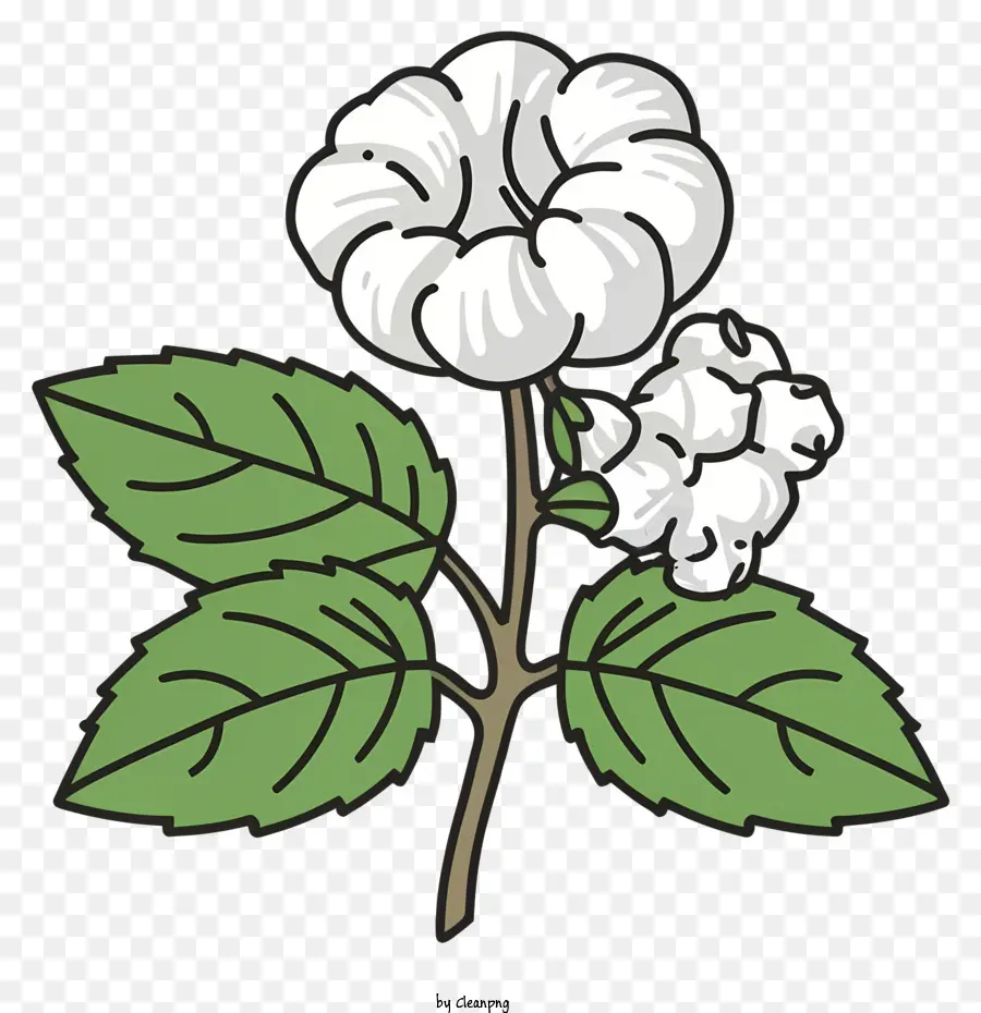 хлопок цветок，Белые лепестки PNG