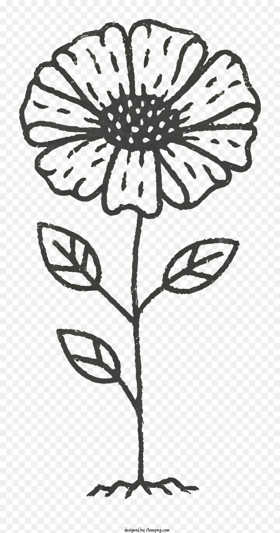 линии чертежа，черный и белый цветок PNG