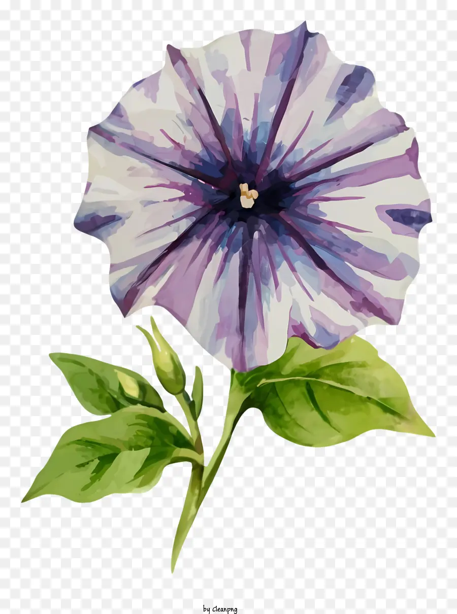 Утренняя слава цветок，фиолетовый цветок PNG