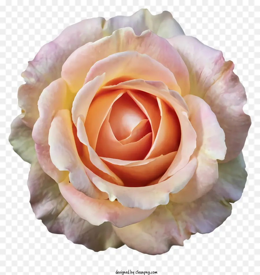 Pink Rose，черный фон PNG